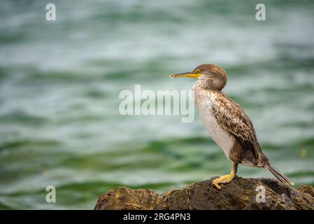 Uno shag (Gulosus aristotelis) su una roccia vicino a Port de la Selva, a Cap de Creus (Alt Empordà, Girona, Catalogna, Spagna) ESP: Un Cormorán moñudo Foto Stock