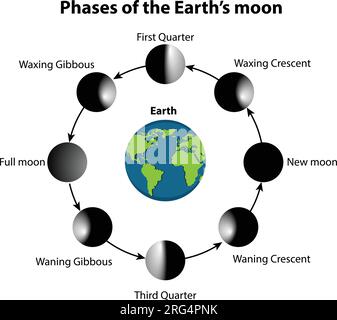 Illustrazione vettoriale del diagramma delle fasi lunari. su sfondo bianco. Illustrazione Vettoriale