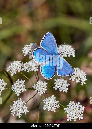 Adonis Blue Nettaring su Burnet-saxifrage. Denbies Hillside, Ranmore Common, Surrey, Inghilterra. Foto Stock