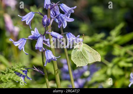 Brimstone femmina a nettare sui fiori di Bluebell. Hurst Meadows, East Molesey, Surrey, Inghilterra. Foto Stock