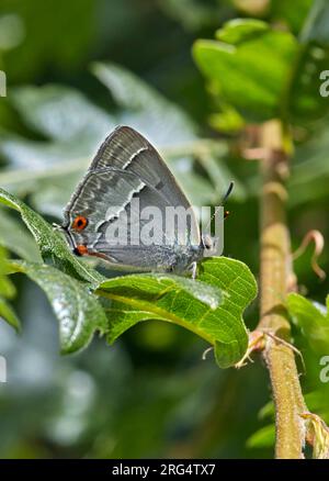 Striscia di capelli viola appollaiata su foglie di quercia. I segreti di Prince, Oxshott, Surrey, Inghilterra. Foto Stock