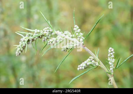 Artemisia vulgaris comuni germogli di allergene mugwort Foto Stock