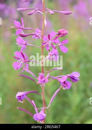 Rosebay willowherb Chamerion angustifolium fioritura con fiori di colore rosa Foto Stock