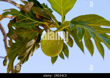 Primo piano su un Breadfruit appeso a un albero. Foto Stock
