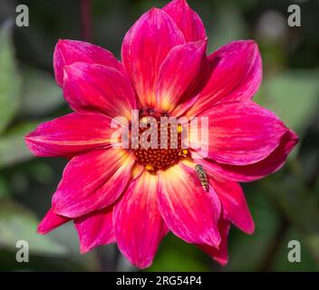 Revel di Dahlia Twyning, fiore Foto Stock