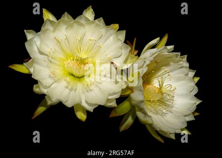 Fioritura di Cereus Cactus Fiore di notte Foto Stock