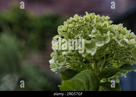 Hydrangea sotto la pioggia Foto Stock