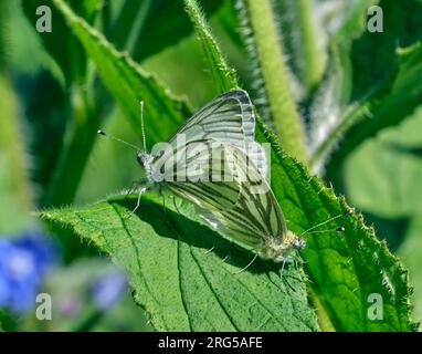 Coppia di farfalle bianche con venature verdi accoppiate. Hurst Meadows, East Molesey, Surrey, Inghilterra. Foto Stock