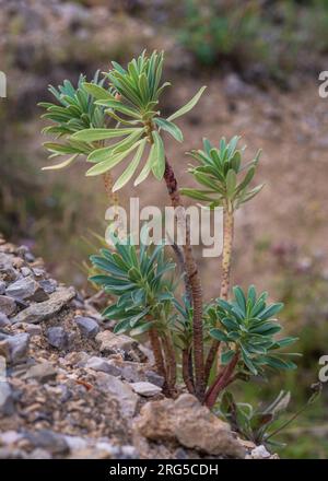 Vista ravvicinata della pianta selvaggia di euforbia characias, nota anche come spurge mediterraneo o spurge albanese, che cresce su un terreno roccioso nelle montagne dei Pirenei Foto Stock