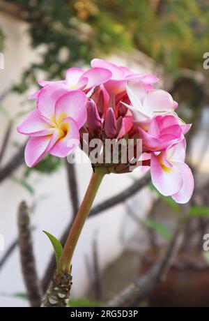 Mazzo di splendidi fiori rosa Plumeria o Frangipani che fioriscono sull'albero Foto Stock