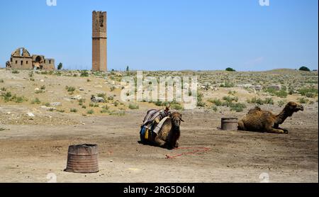 Il quartiere di Harran, situato nella città di Sanliurfa in Turchia, è una città turistica con le sue vecchie case e le antiche rovine. Foto Stock