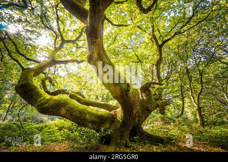 Albero del boschetto - un antico albero ricoperto di muschio con tronchi curvi in una scena boschiva Foto Stock