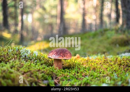 Fungo singolo Boletus pinophilus, comunemente noto come bolete di pino o bolete re di pineta che cresce nella foresta tra muschio verde nelle giornate di sole Foto Stock