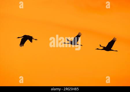 Gregge migrante di gru comuni / gru eurasiatiche (Grus grus) in volo si stagliano contro il cielo arancione del tramonto durante la migrazione in autunno/autunno Foto Stock