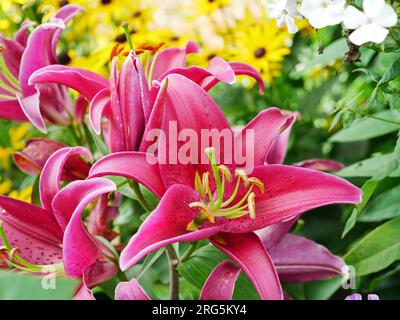 Stargazer Lilie mit prächtigen rot pinken Blüten Foto Stock