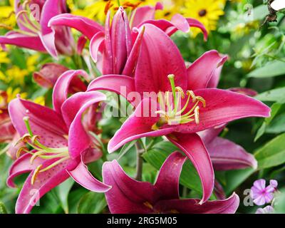 Stargazer Lilie mit prächtigen rot pinken Blüten Foto Stock