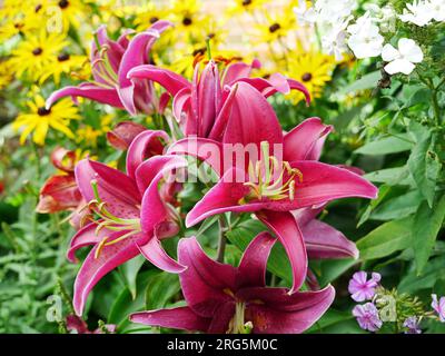 Stargazer Lilie mit prächtigen rot pinken Blüten Foto Stock