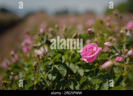 Campo di rose Damascena in soleggiata giornata estiva . Raccolta di petali di rosa per la produzione di profumi di olio di rosa. Villaggio Guneykent nella regione di Isparta, Turchia, un vero paradiso per l'ecoturismo. Foto Stock