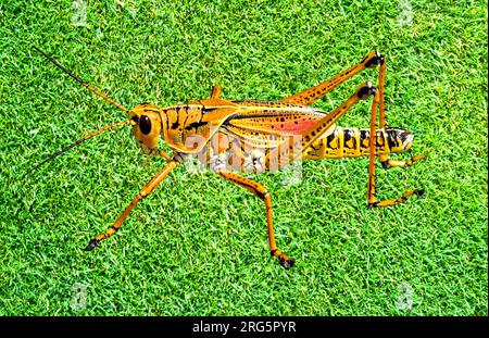 Gomma orientale Grasshopper nome latino Romalea microptera Foto Stock