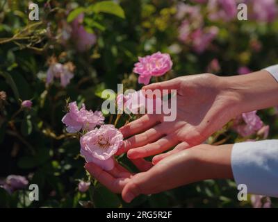 Donna che raccoglie rose nel campo delle rose di Damascena nelle soleggiate giornate estive . Raccolta di petali di rosa per la produzione di profumi di olio di rosa. Villaggio Guneykent nella regione di Isparta, Turchia, un vero paradiso per l'ecoturismo. Foto Stock