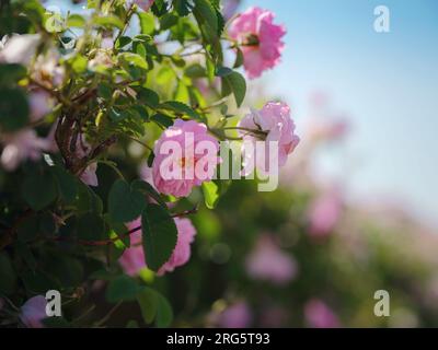 Campo di rose Damascena in soleggiata giornata estiva . Raccolta di petali di rosa per la produzione di profumi di olio di rosa. Villaggio Guneykent nella regione di Isparta, Turchia, un vero paradiso per l'ecoturismo. Foto Stock