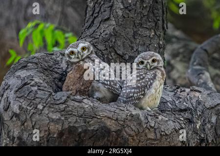 Un paio di gufi su un nido Foto Stock