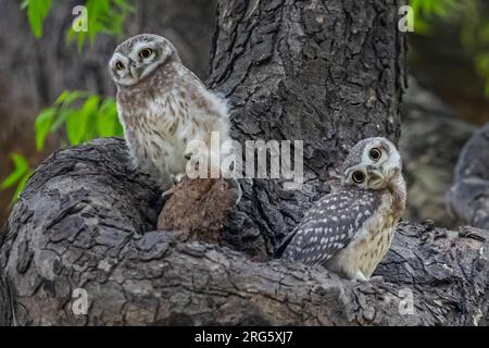 Una coppia di gufi che guardano in modo curioso Foto Stock