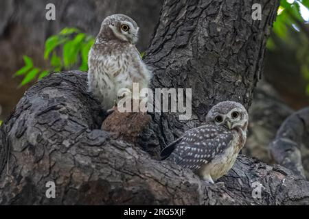 Una coppia di gufi che si appollaiano vicino al loro nido Foto Stock