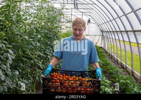 Ypsilanti, Michigan - i pomodori vengono raccolti in una serra presso la fattoria a Trinity Health. La fattoria fa parte di un concetto crescente di "cibo come medicina". Foto Stock