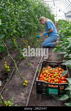 Ypsilanti, Michigan - i pomodori vengono raccolti in una serra presso la fattoria a Trinity Health. La fattoria fa parte di un concetto crescente di "cibo come medicina". Foto Stock