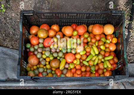 Ypsilanti, Michigan - i pomodori vengono raccolti presso la fattoria a Trinity Health. La fattoria fa parte di un concetto crescente di "cibo come medicina". I medici possono pres Foto Stock