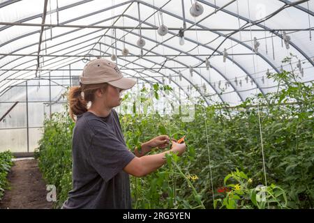 Ypsilanti, Michigan - Un lavoratore prugne piante in una serra presso la fattoria a Trinity Health. La fattoria fa parte di un concetto crescente di "cibo come medicina". Foto Stock
