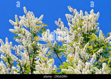 Ciliegio d'uccello (prunus padus), primo piano dell'albero in piena fioritura, le punte di fiori bianchi isolati contro un cielo azzurro limpido in primavera. Foto Stock