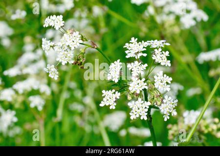 Prezzemolo di mucca (anthriscus sylvestris), da vicino che mostra la testa aperta di piccoli fiori bianchi del comune bosco e della pianta erbosa. Foto Stock