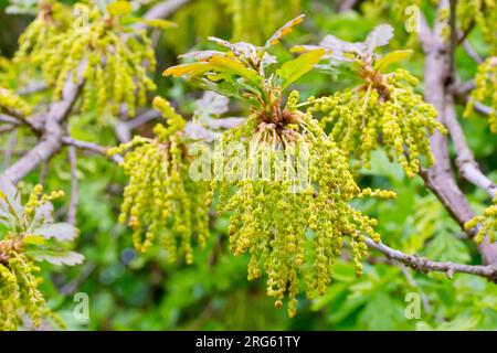 Quercia (quercus), primo piano che mostra una massa di fiori o gatti appesi alla fine di un ramo di un albero in primavera. Foto Stock