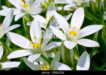 Stella di Betlemme (ornithogalum umbellatum), primo piano di un paio dei caratteristici fiori bianchi della pianta. Foto Stock