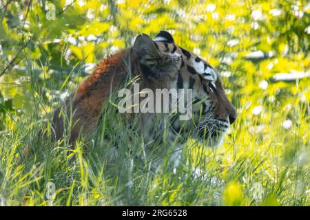 tigre amur femmina che giace nell'erba Foto Stock