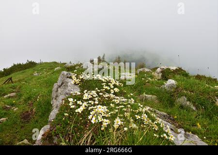 Fiori alpini di montagna bianchi (Dryas octopetala) che ricoprono una roccia nelle montagne del Karavanke, Slovenia Foto Stock