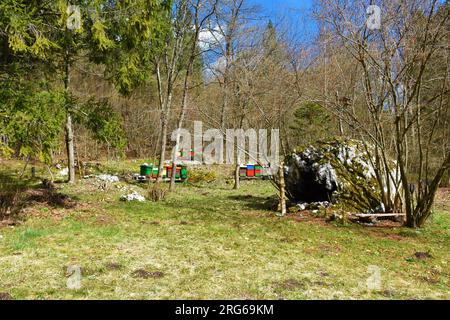 Alveari colorati in una foresta primaverile Foto Stock