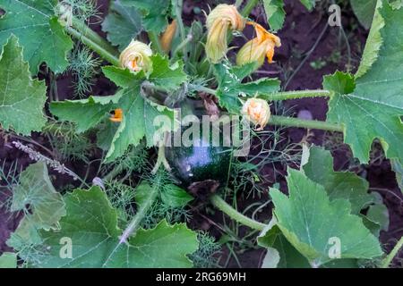 Zucchine con un'infiorescenza in giardino - piante prolifiche forniscono molte verdure deliziose per tutta l'estate. Foto Stock