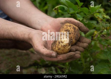 L'agricoltore conserva patate appena raccolte nei campi. Raccolta di verdure biologiche. Agricoltura e agricoltura. Foto Stock
