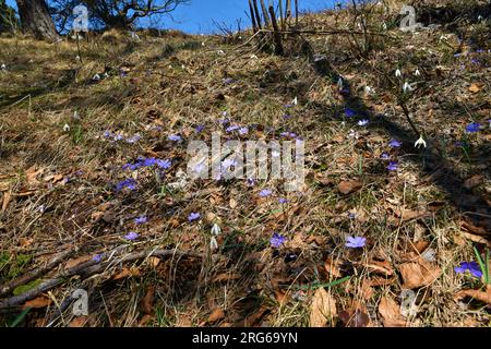 Giardino selvatico primaverile con epatica comune blu, alemone (Anemone hepatica) e goccia di neve comune (Galanthus nivalis) Foto Stock