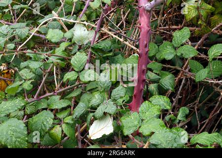 Brambles selvatiche: Uno sfondo frondoso con rami spessi e affilati e foglie verdi. Foto Stock