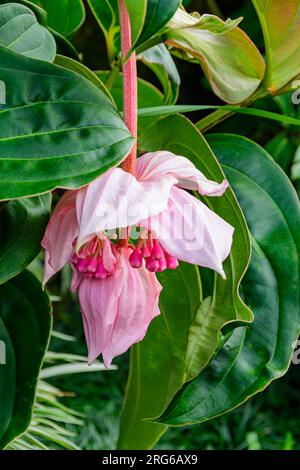 Penglipuran Village, Bangli Regency, Bali, Indonesia. Medinilla magnifica si è guadagnata il Premio al merito del Giardino della Royal Horticultural Society. Foto Stock