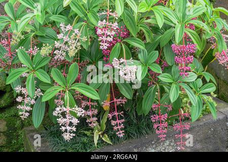 Medinilla Formosan, Medinilla formosana. Villaggio Penglipuran, Bangli Regency, Bali, Indonesia. Foto Stock
