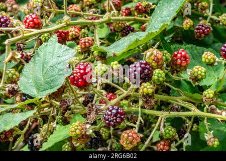 Le more selvatiche su un cespuglio bramble in diverse fasi di maturazione che crescono all'esterno Foto Stock