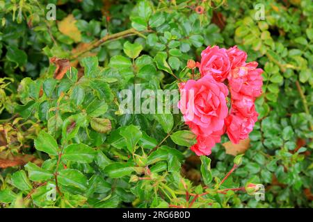 Gruppo rosa rosso e rosa scuro su sfondo verde. Sfocatura dello sfondo. Foto Stock