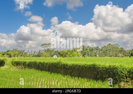 Un operaio nelle risaie vicino a Tembuku, Bangli Regency, Bali, Indonesia Foto Stock