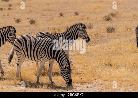 Telefoto di tre zebre di Burchell Plains - Equus quagga burchelli - che pascolano nelle pianure del Parco Nazionale di Etosha, Namibia. Foto Stock