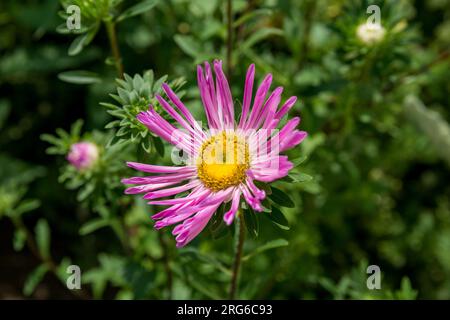 Aster viola in un giardino illuminato dal sole, sfondo morbido. Petali delicati, centro giallo brillante con abbondante polline. Sfondo naturale, primo piano Foto Stock